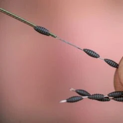 Ridgemonkey - Connexion Rock Bottom Sinkers -VisAvontuur ridgemonkey connexion rock bottom tungsten sinkers 6